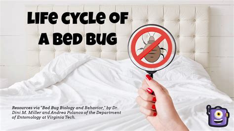 Life Cycle Of A Bed Bug Youtube
