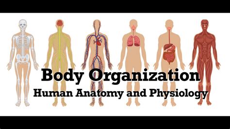 New Body Organization For Anatomy And Physiology Youtube