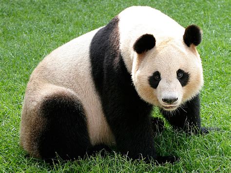 Giant Panda Gavenlovesanimals2004 Wiki Fandom