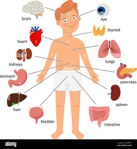 Human Internal Organs Diagram Labeled Organs Labeled Science Orgins