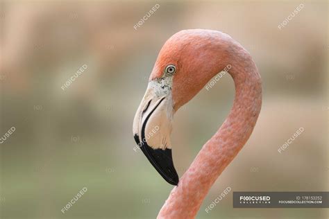 Closeup Of Pink Flamingo Head — Exotic Tropical Stock Photo 178153252