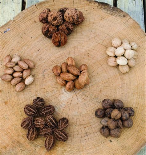 Going Nuts Nuts A Plenty In Central Ohio Ohio Farm Bureau