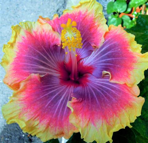 Dinnerplate Hibiscus Sun Frizzle 10 Seeds Etsy