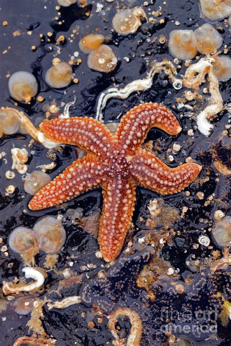 Common Starfish Photograph By Dr Keith Wheelerscience Photo Library