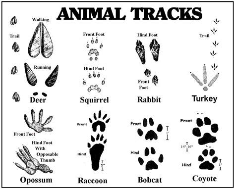 North American Animal Tracks Guide Trackers Tracking And Nature Dog