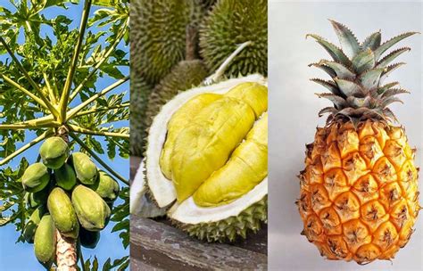 Durian untuk program hamil via klikdokter.com. "Jangan makan durian, nanas dan pepaya muda saat hamil ...