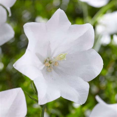 Campanula Takion White 3l Pot Perennial Plants Store Online