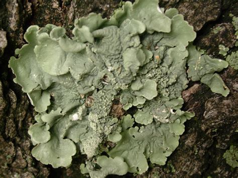 1562, ogier ghiselin de busbecq: Common Greenshield Lichen (Lichens of Bouverie Preserve) · iNaturalist