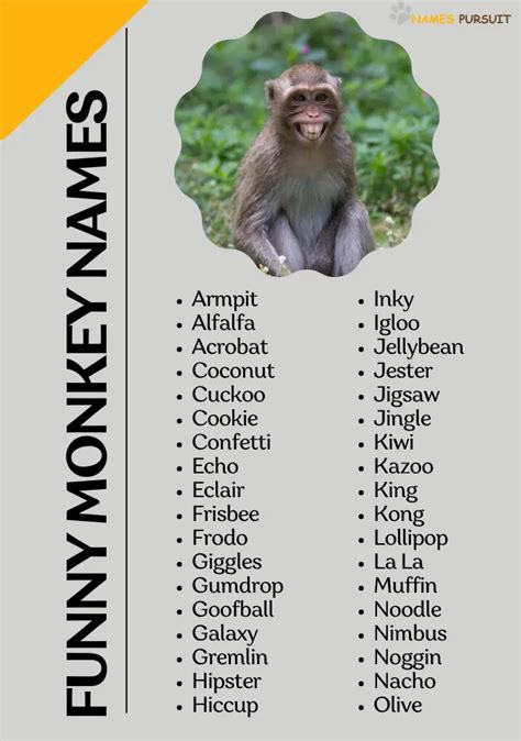 Funny Monkey Names To Make Your Day
