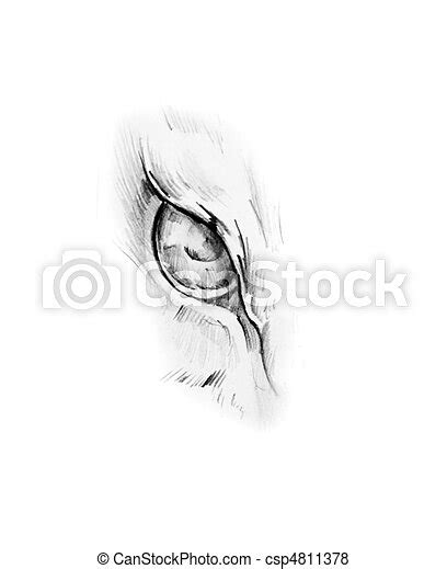 Pictures Of Sketch Of Tattoo Art Animal Eyes Csp4811378 Search Stock