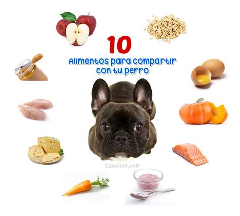 Lista 93 Foto Con Que Puedo Mezclar El Alimento De Mi Perro El último