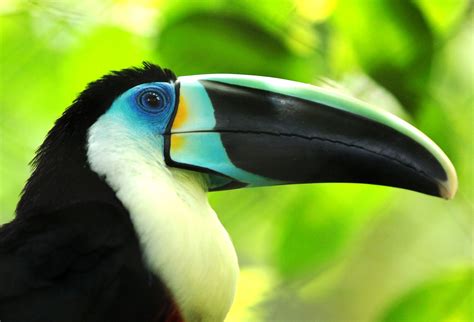 Tucan In The Colombian Jungles Free Photo Download Freeimages