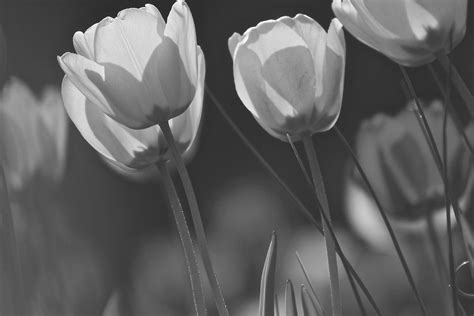 Tulips Black And White Edit Kris Mitchell Flickr