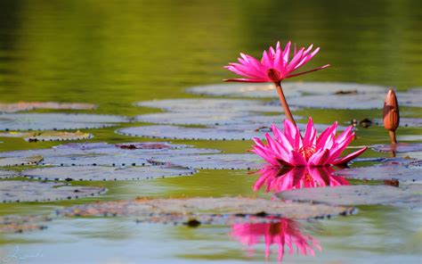 Wallpaper Pink Water Lily Flowers Pond Leaves 2560x1600 Hd Picture