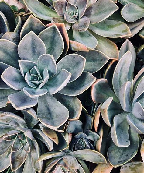 I need to bring my succ. Are Succulents Poisonous To Cats? - Eden Succulents