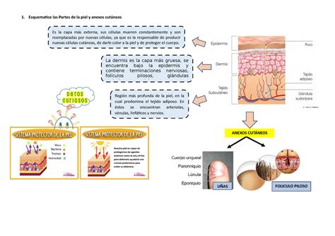 Esquematice Las Partes De La Piel Y Anexos Cutáneos Biologia Unsch