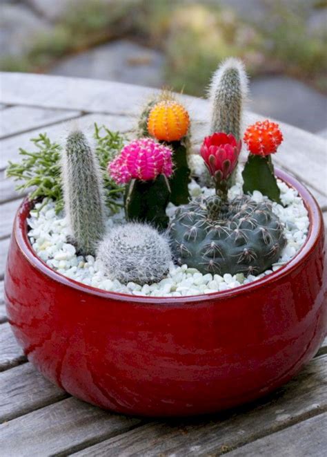 Awesome Indoor And Outdoor Cactus Garden Ideas No 06 Mini Cactus
