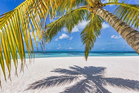 Sunny Tropical Island Beach With Palm Tree Leaves Shadows On White