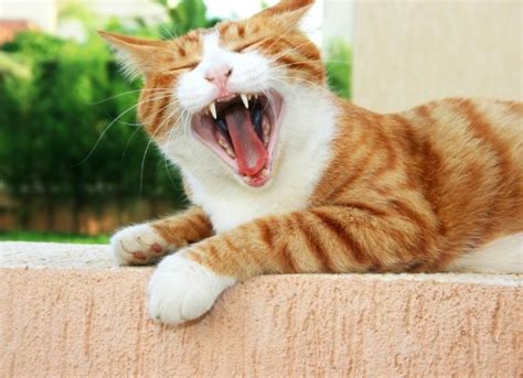 Mouth Inflammation And Ulcers Chronic In Cats Petmd