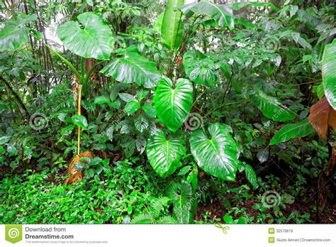 Tropical Rainforest Costa Rica Royalty Free Stock Images