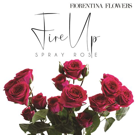 Spray Rose Fire Up Fiorentina Flowers