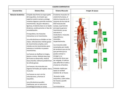 Cuadros Sinopticos Del Sistema Muscular Y Su Funcion Cuadros Sinopticos