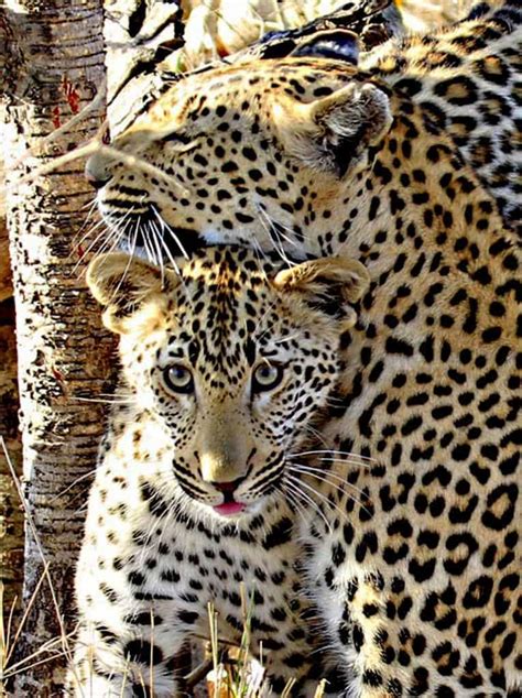Mothers Love Focusing On Wildlife