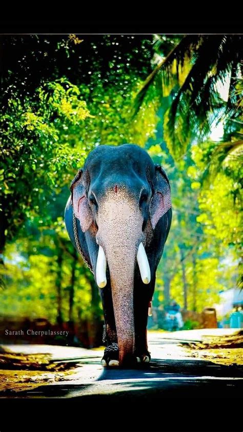 Kerala Elephants Wallpapers Wallpaper Cave