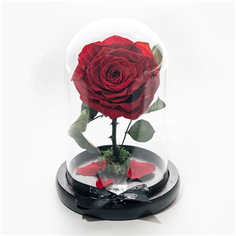 Mademoiselle Preserved Rose Glass Dome