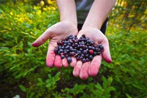 Growing Huckleberries Best Species Planting Care And Harvest