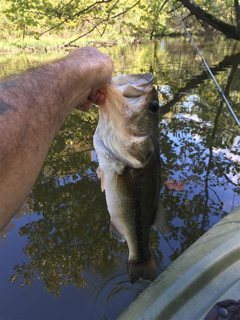 October 5th Largest Bass Ive Ever Caught Rkayakfishing