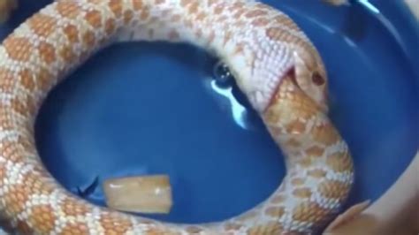 What Happens When A Snake Tries To Eat Itself