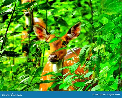 Peeking Baby Deer Hiding Behind Stock Photo Image Of Deer Afraid