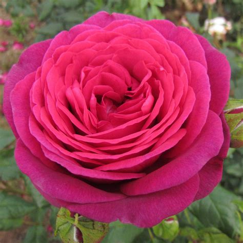 Pure Poetry Tan04179 Hybrid Tea Rose Superb Large Hybrid Tea Blooms Of