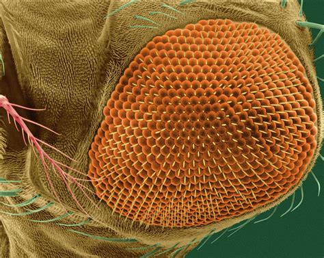 Fruit Fly Compound Eye Photograph By Dennis Kunkel Microscopyscience