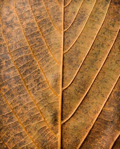 Abstract Leaf Texture Stock Photo Image Of Grunge Symmetry 27386556