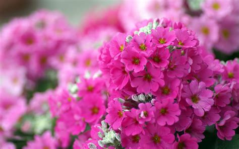 Browse our favorite pink flowering plants, including trees with pink flowers and spring. Wallpaper with Small Red Flowers - WallpaperSafari