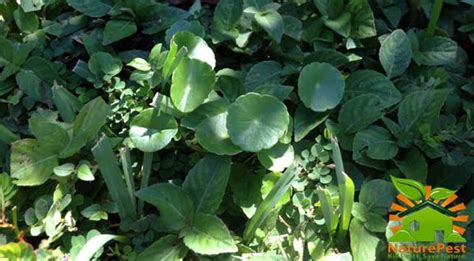 Clover adds nitrogen to the soil plus the flowers feed many pollinators so some gardeners use this appearance: How to get rid of weeds in lawn | Organic Pest Control, Natural Pest Control Service - Miami