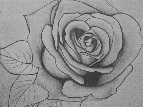 How to draw a rose in pencil, step by step, drawing guide, by pericusmaximus. Pencil Rose Drawing by KraylaHi on DeviantArt
