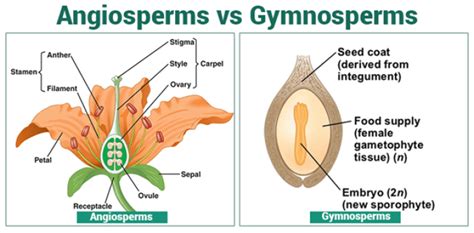 Angiosperm Or Gymnosperm Gymnosperm Plant Life Cycle Biology Notes