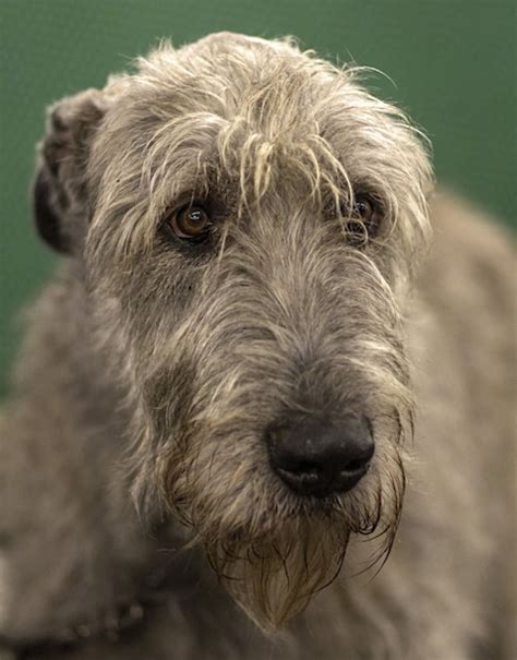 Irish Wolfhound Dog Breed Information And Pictures