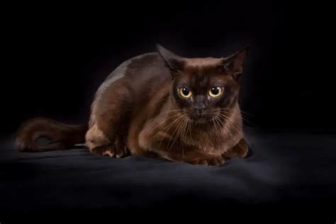 Everything You Need To Know About The Black Burmese Cat Animalfate