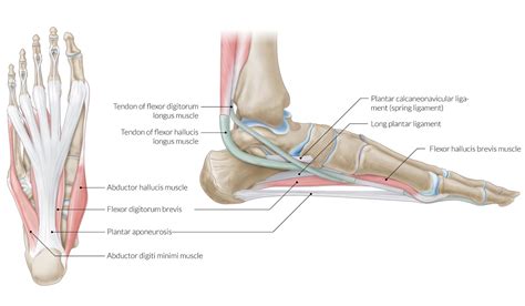 Ligaments and tendons are made of dense layered collagen fibers, called fibrous connective. Tendons And Ligaments In Foot And Leg : Diagram Of Supportive Tendons And Ligaments Of The ...