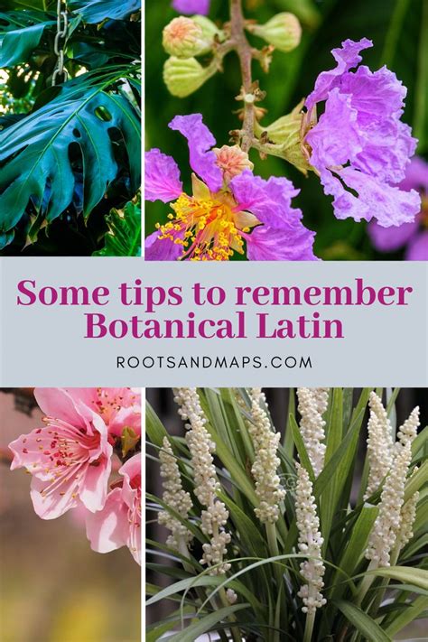 Tips To Remember Botanical Latin Plant Identification Botanical Plants