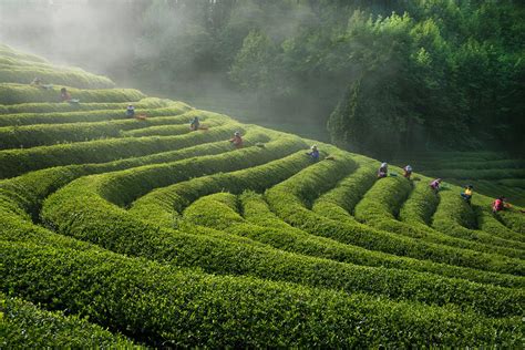 Tea Plantations Wallpapers Top Free Tea Plantations Backgrounds