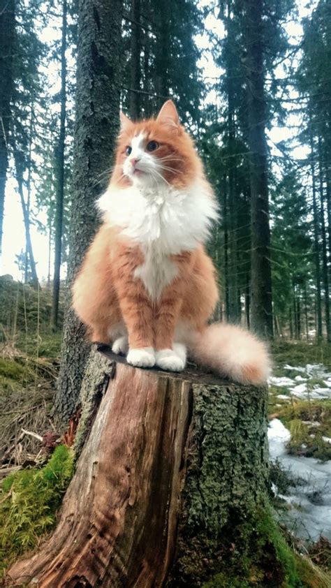Here Is One Majestic Norwegian Forest Cat Perched On A Tree Stump R