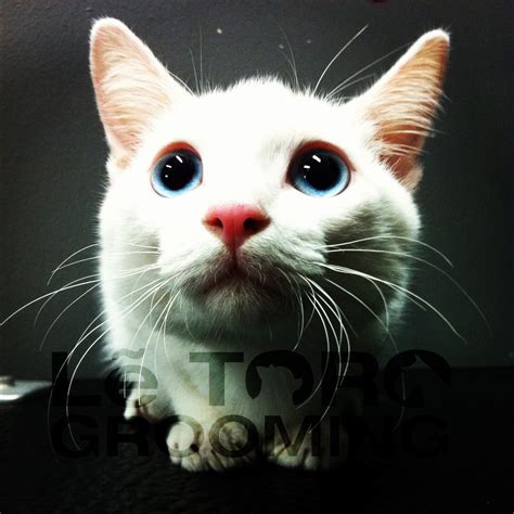 You'll need to clean his eyes and nose of any. Squido の ペット不思議の国: Cat Grooming~ Their eyes definitely ...