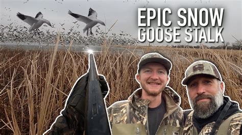 Our Best Snow Goose Hunt Ever Thousands Of Geese Youtube