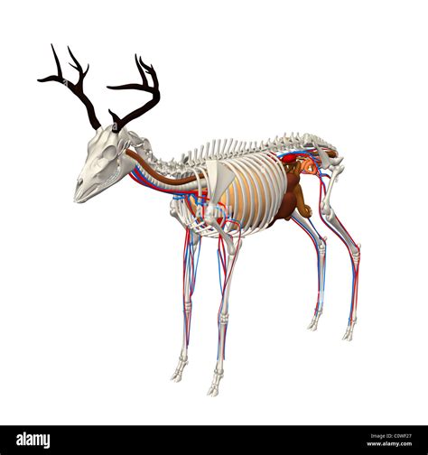 Hirsch Anatomie Organe Stockfoto Bild 34981359 Alamy