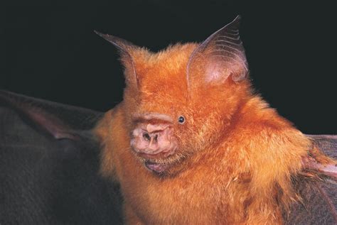 Diadem Leaf Nosed Bat The Australian Museum